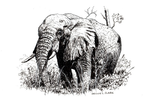 final drawing elephant